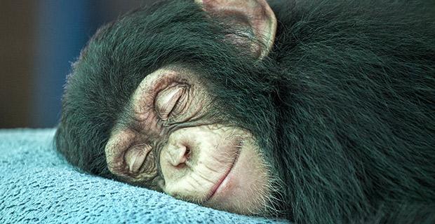Assustador: cientista afirma ter transplantado uma cabeça em um macaco-0