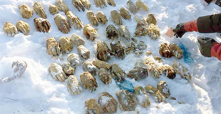Mistério: 54 mãos amputadas são encontradas dentro de mala na Sibéria -0